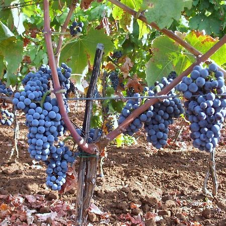 Apartament Winery Bačić Blato  Zewnętrze zdjęcie